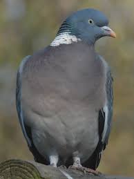 Porumbel gulerat