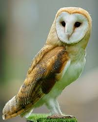 Striga