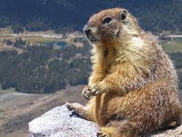 Marmotă