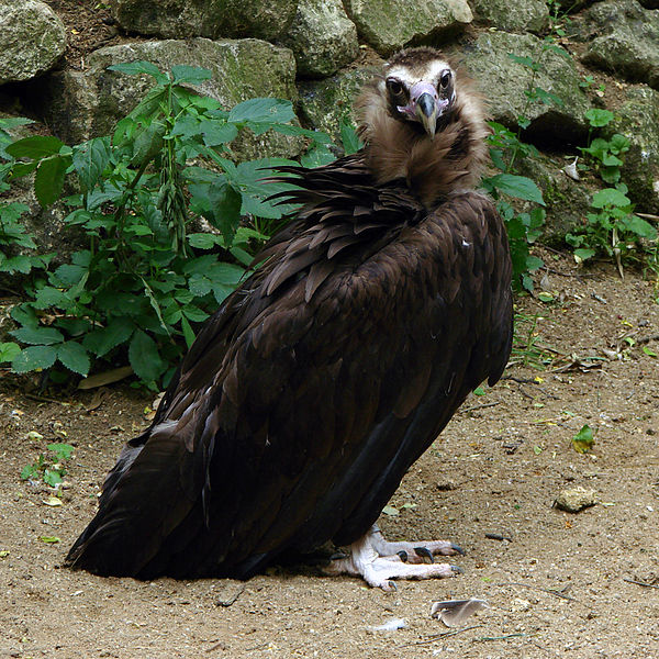 Vultur negru
