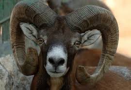 Muflon