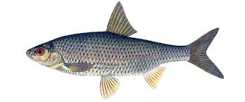 Babușcă