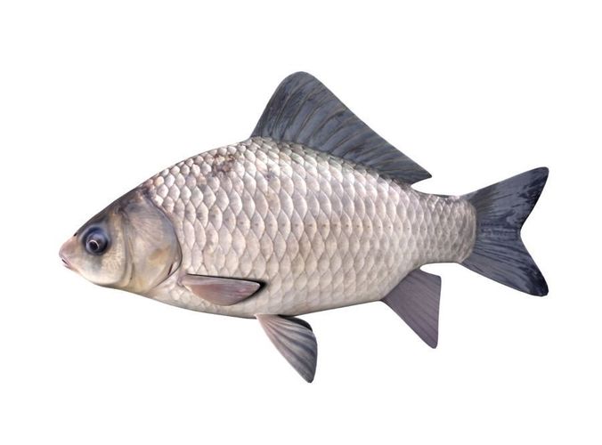 Caracuda