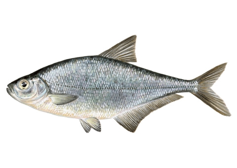 Cosac