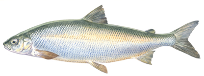 Coregon