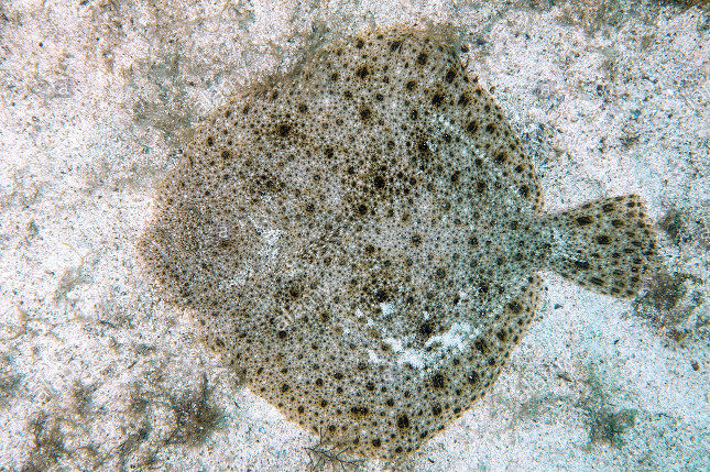 Calcan
