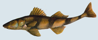 Fusar