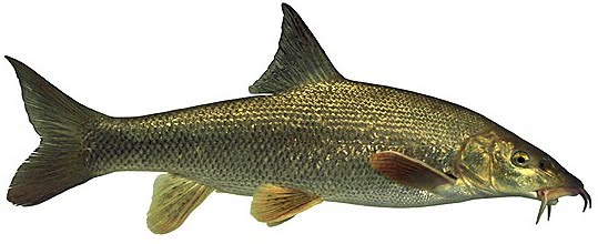 Mreana