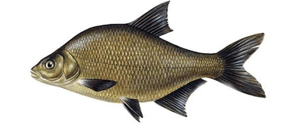 Plătică