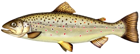 Păstrăv