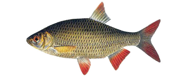 Roșioară