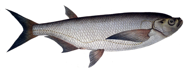 Sabiță