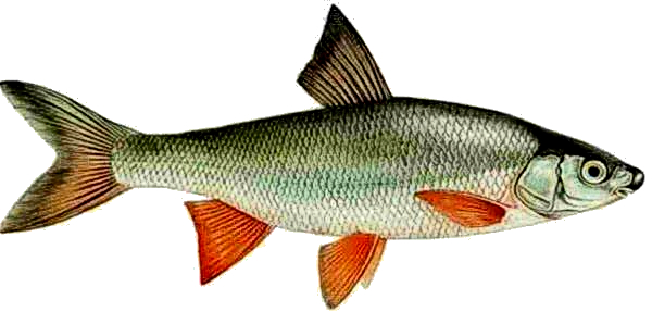 Scobar