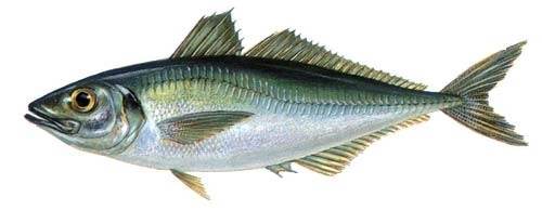 Stavrid