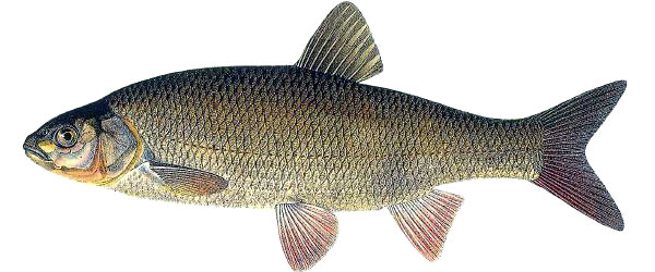 Văduvița