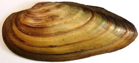 Scoica de râu