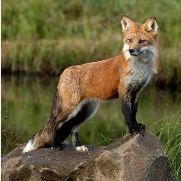 Vulpe