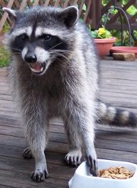 Câine enot