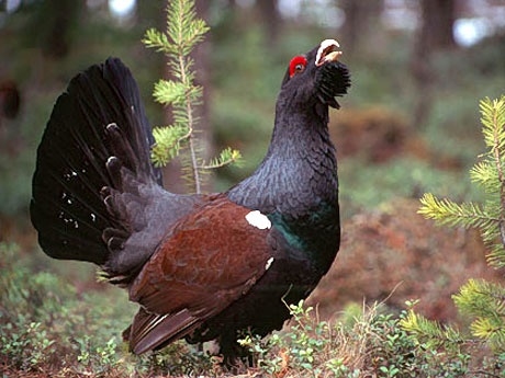 Cocoș de munte