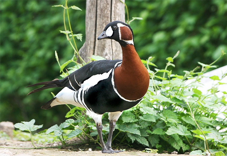 Gâscă cu gât roșu