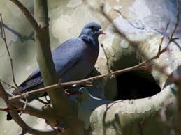 Porumbel de scorbură