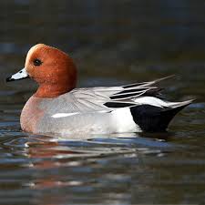 Rață fluierătoare