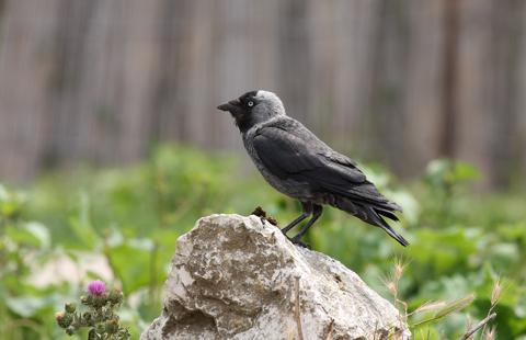 Cioară grivă sudică