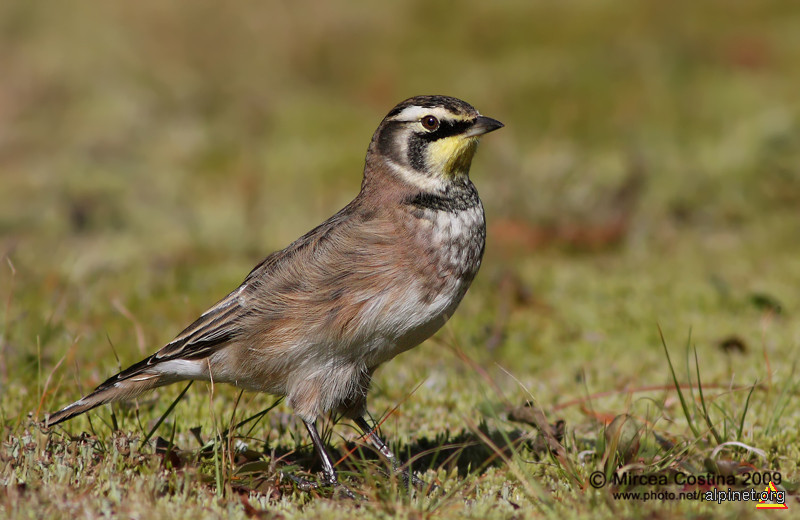 Ciocârlie urecheată