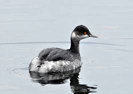 Corcodel cu gât negru