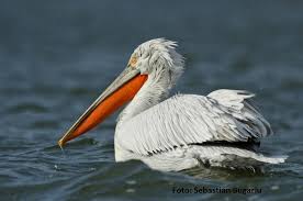 Pelican creț